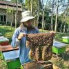 JUAL MADU ASLI TERNAK TAWON GUNG TERMURAH JOGJA - Image 3