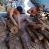 JUAL KAYU GAHARU MULTI MANFAAT TERMURAH DI INDONESIA - Image 3